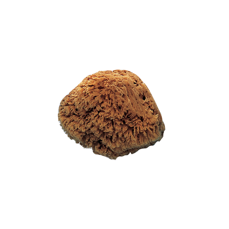 Esponja Natural